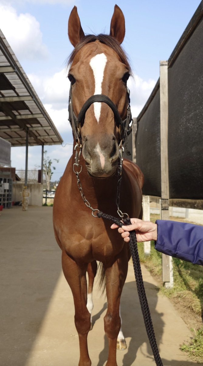 レーマネ tweet media