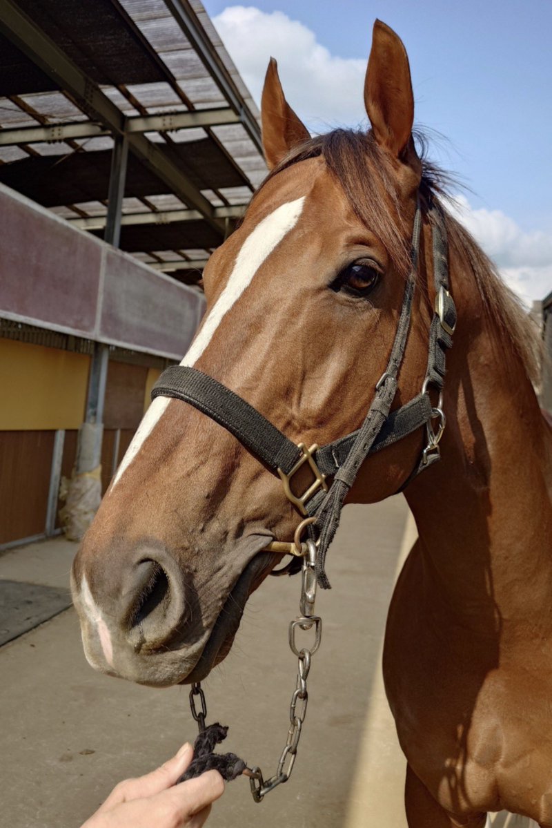 レーマネ tweet media