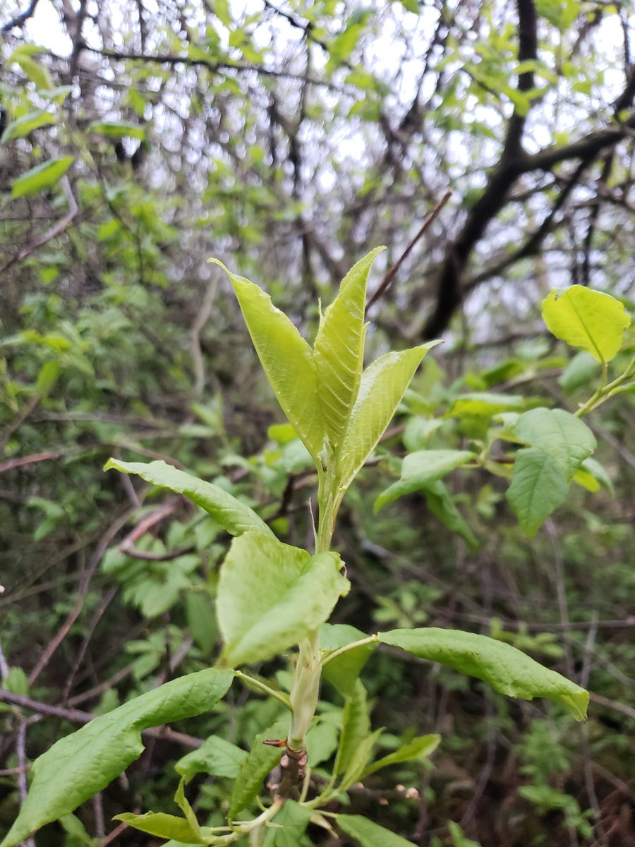 Hamish Kidd tweet media