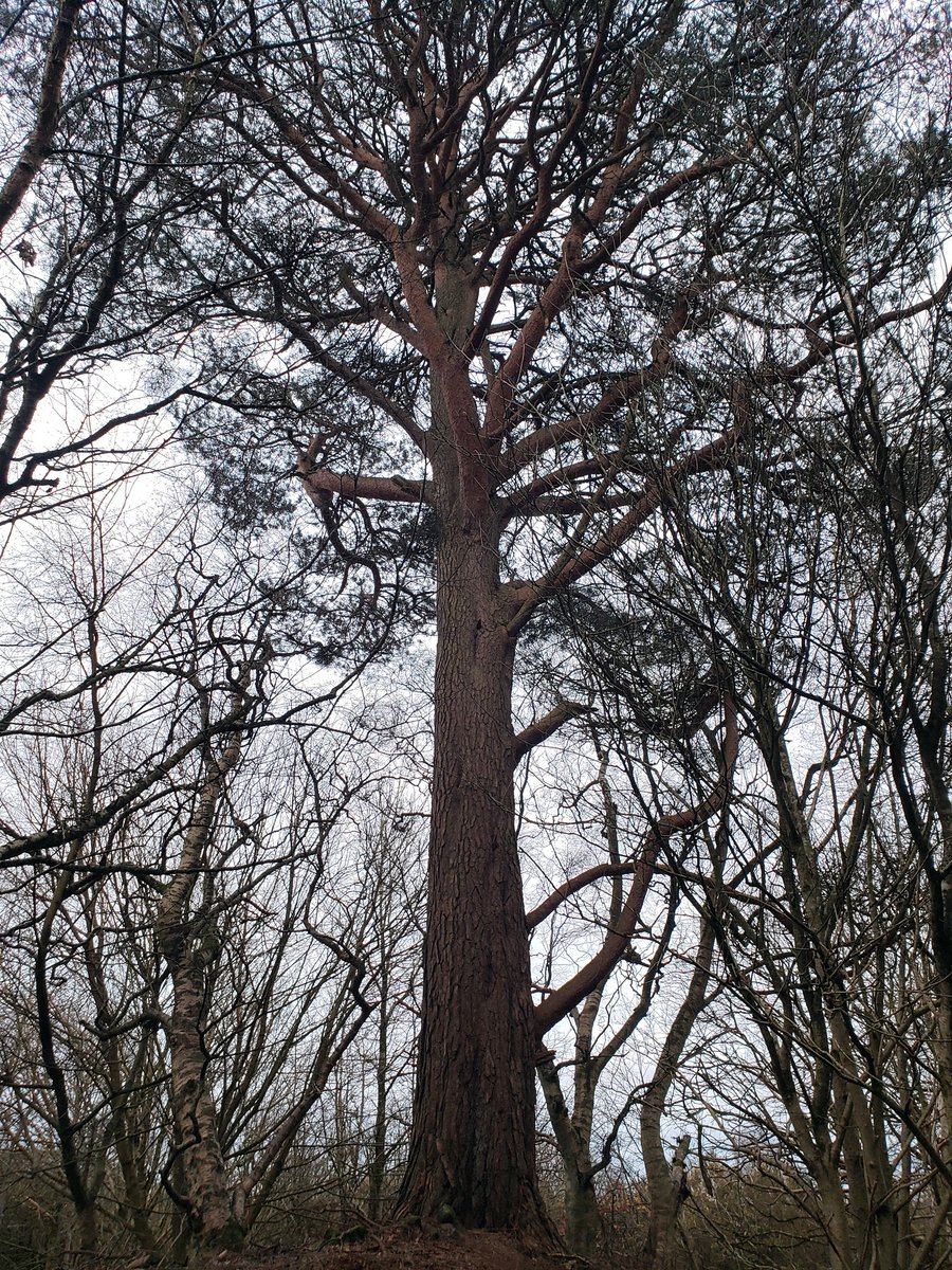 Hamish Kidd tweet media