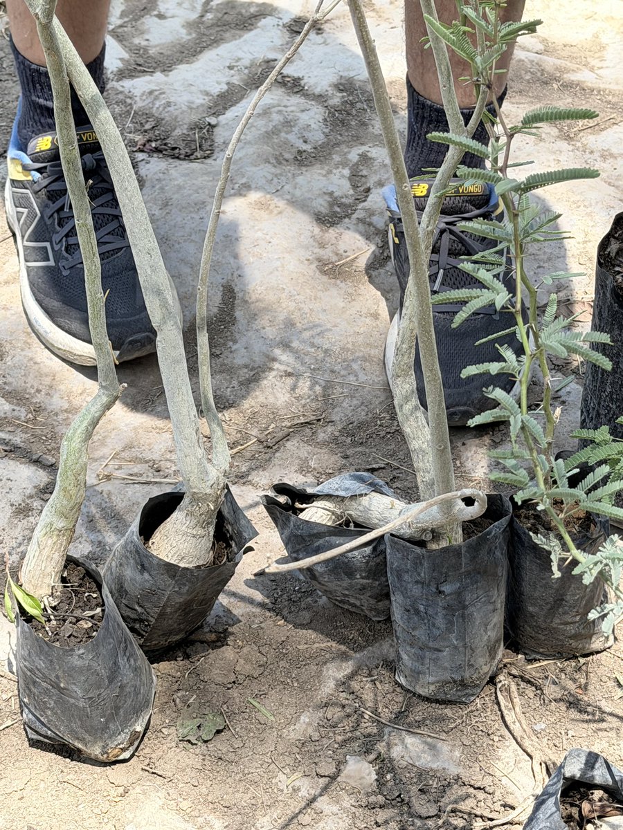 SoyDeLeon_Mx's tweet photo. #ReforestaNativo #LeónNativo Mientras unos destruyen y son indiferentes, otros construimos y tenemos el compromiso con nuestro medio ambiente. 🌳
+7 #cazahuates
+10 #mezquites
Especies #nativas que serán introducidas nuevamente a su hábitat: el Bajío mexicano. https://t.co/4qmGaLICXy