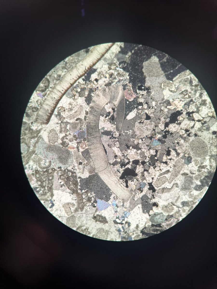 angel 🐾 tweet media