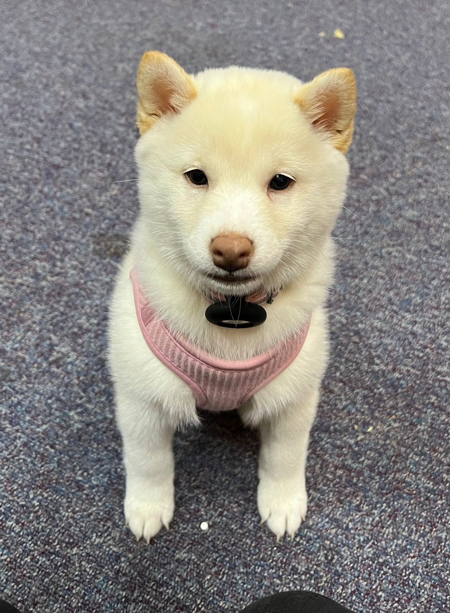 Angel Sooty💔🌈RIP Finlay & Diggy tweet media