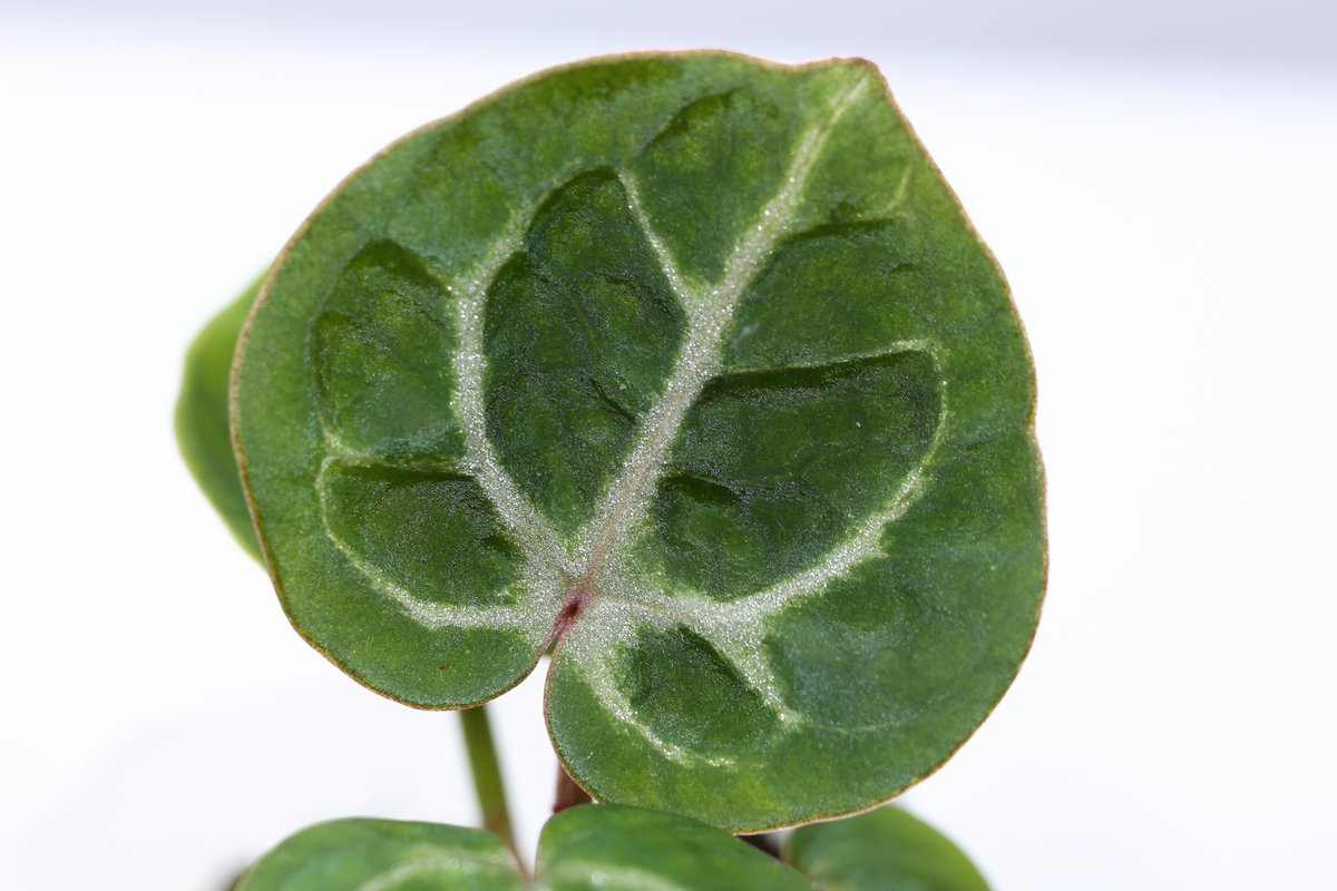 レモン作家氏の植物日記 tweet media