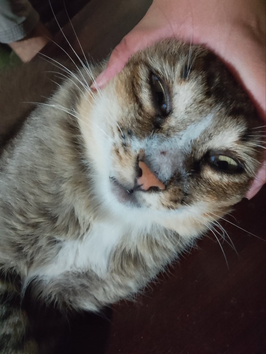 Cats with their heads held back tweet media