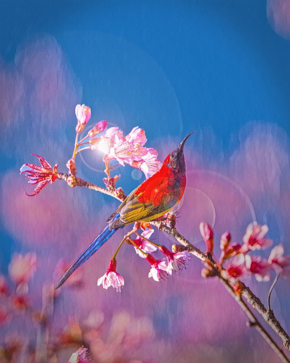 adobeelements tweet media
