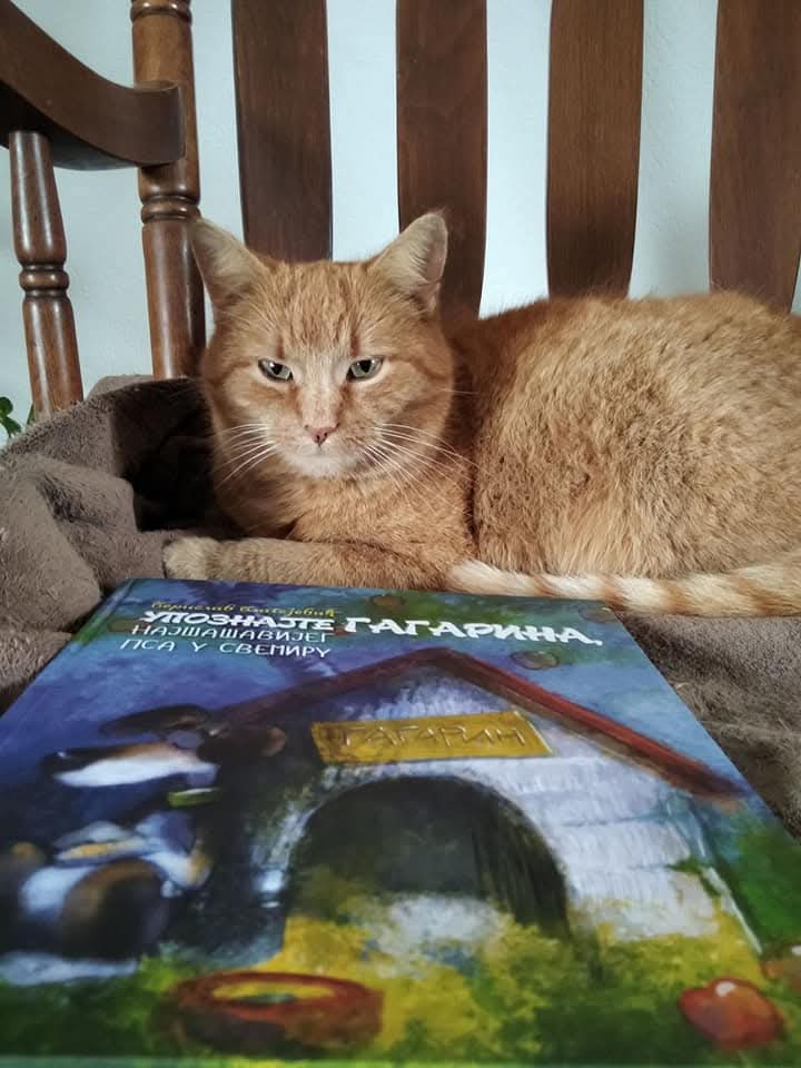 Berislav Blagojević tweet media