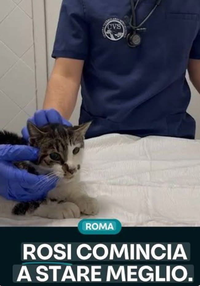 Fiorella Arcodia 🌿𝐠𝐨𝐯𝐞𝐠𝐚𝐧 🐑💚💙☮️ tweet media