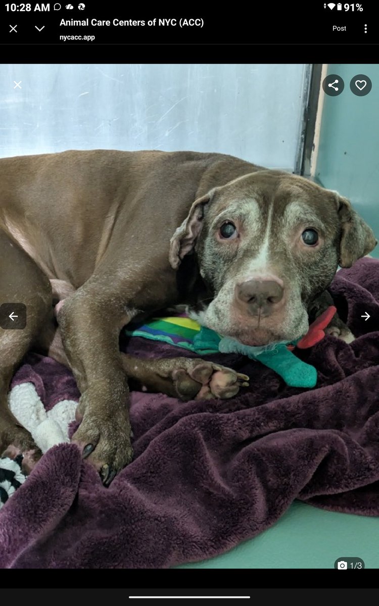 Char Bolen tweet media