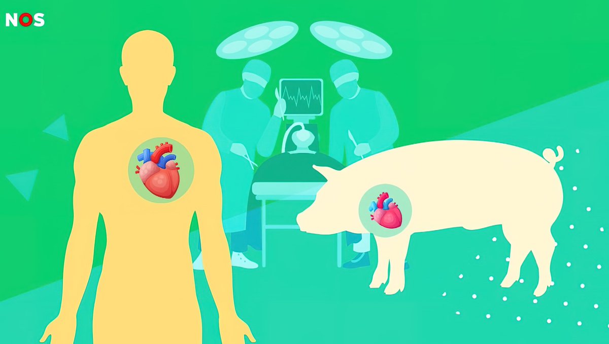 GommersJack's tweet image. #BREAKING.
NAVO, NATO.

It is known that the DNA of pigs and humans is closest to each other.

THE FASTEST BIOLOGICAL WARDING involving the zoonotic #corona, #covid virus is therefore via PIGS.

The Netherlands decides NOT to make the corona tests on pigs PUBLIC ANYMORE.

The