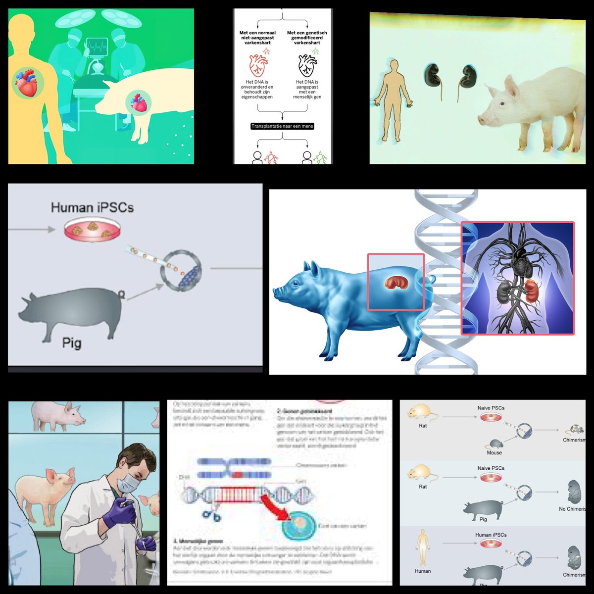 GommersJack's tweet image. #BREAKING.
NAVO, NATO.

It is known that the DNA of pigs and humans is closest to each other.

THE FASTEST BIOLOGICAL WARDING involving the zoonotic #corona, #covid virus is therefore via PIGS.

The Netherlands decides NOT to make the corona tests on pigs PUBLIC ANYMORE.

The