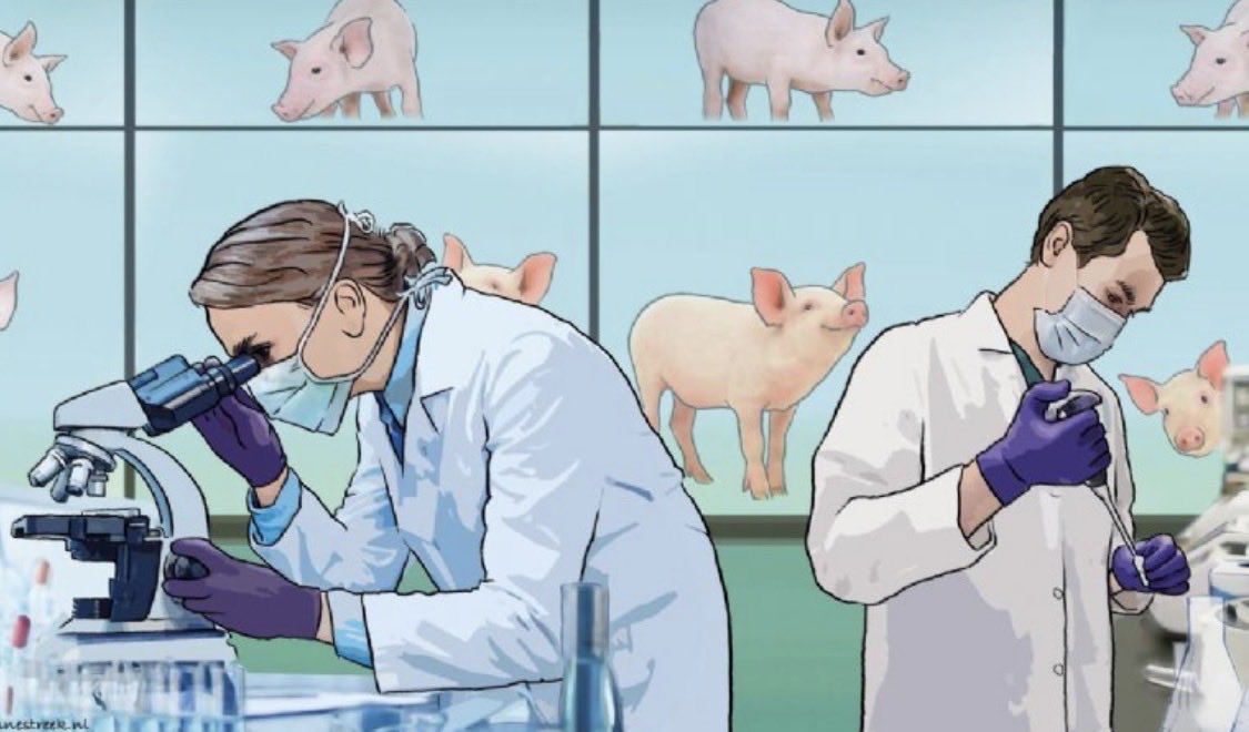 GommersJack's tweet image. #BREAKING.
NAVO, NATO.

It is known that the DNA of pigs and humans is closest to each other.

THE FASTEST BIOLOGICAL WARDING involving the zoonotic #corona, #covid virus is therefore via PIGS.

The Netherlands decides NOT to make the corona tests on pigs PUBLIC ANYMORE.

The