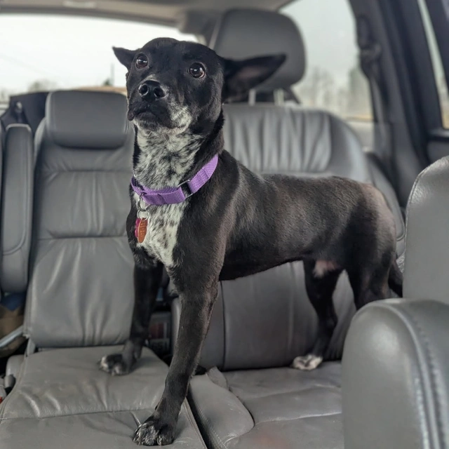 ✨ CLEO is in the spotlight for today's Foster Friday! Cleo is affectionate, goofy, and dog social. She is currently in a foster home looking for her forever family!
📞 CALL 864-467-3985 to contact our foster team, or visit greenvillefosterteam.tiny.us/meetyourmatch to contact Cleo's foster family.