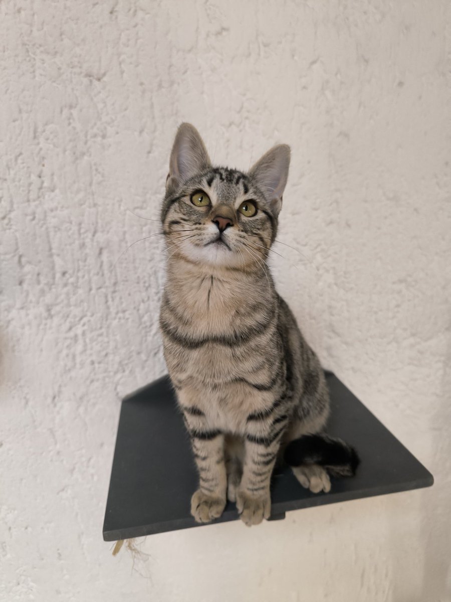 El arca de Satoshi tweet media