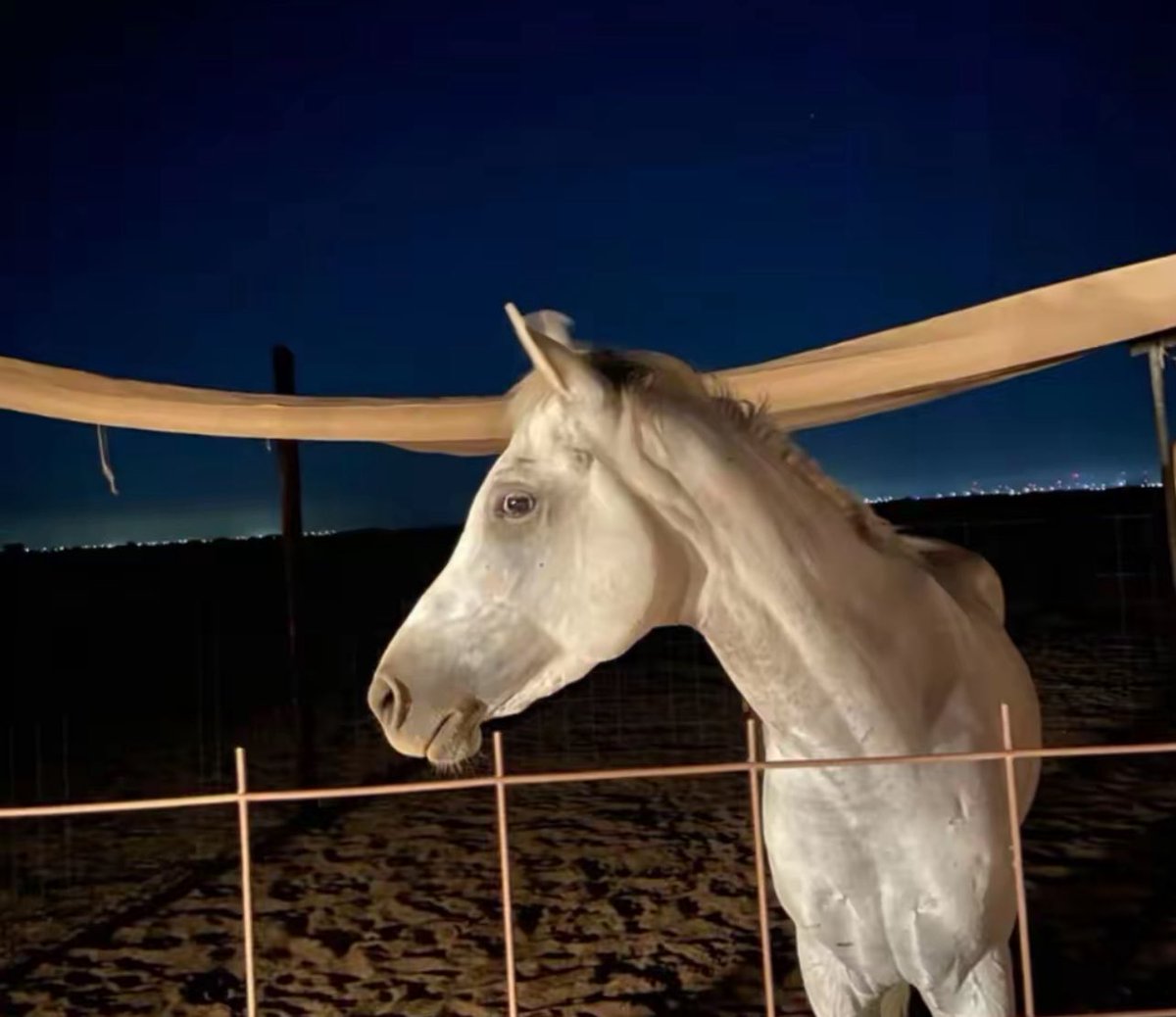 Manchester by the Sea tweet media