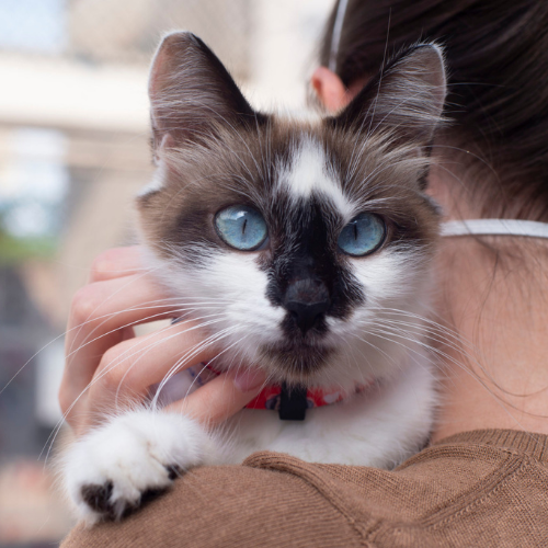 Catland - adoção de gatinhos tweet media