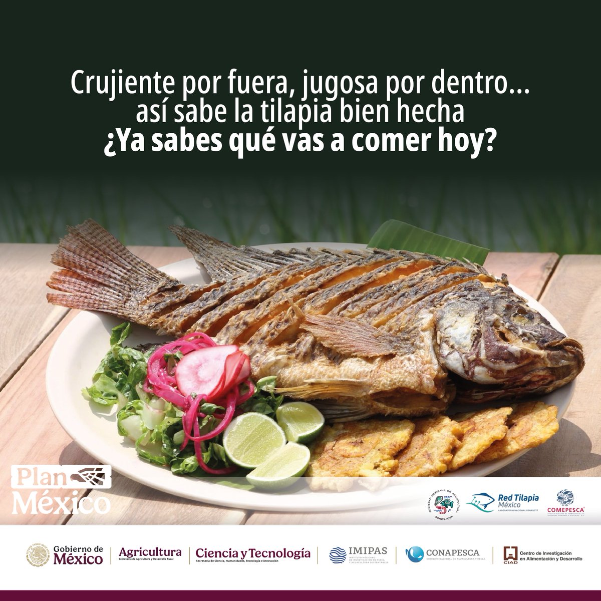 IMIPASmex's tweet photo. Prefiere tilapia mexicana y apoya el consumo local: así impulsas a productores nacionales y aseguras frescura en tu mesa 🇲🇽

Así te aseguras de comer rico… y seguro.
#IMIPAS #EligeBien #ConsumeLocal #HechoEnMéxico #Cuaresma #PescadosYMariscos https://t.co/OYAr5I4rCR