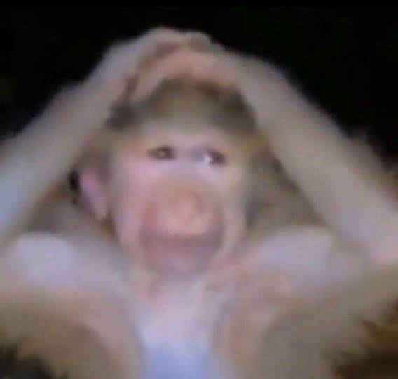 Lie Eater tweet media