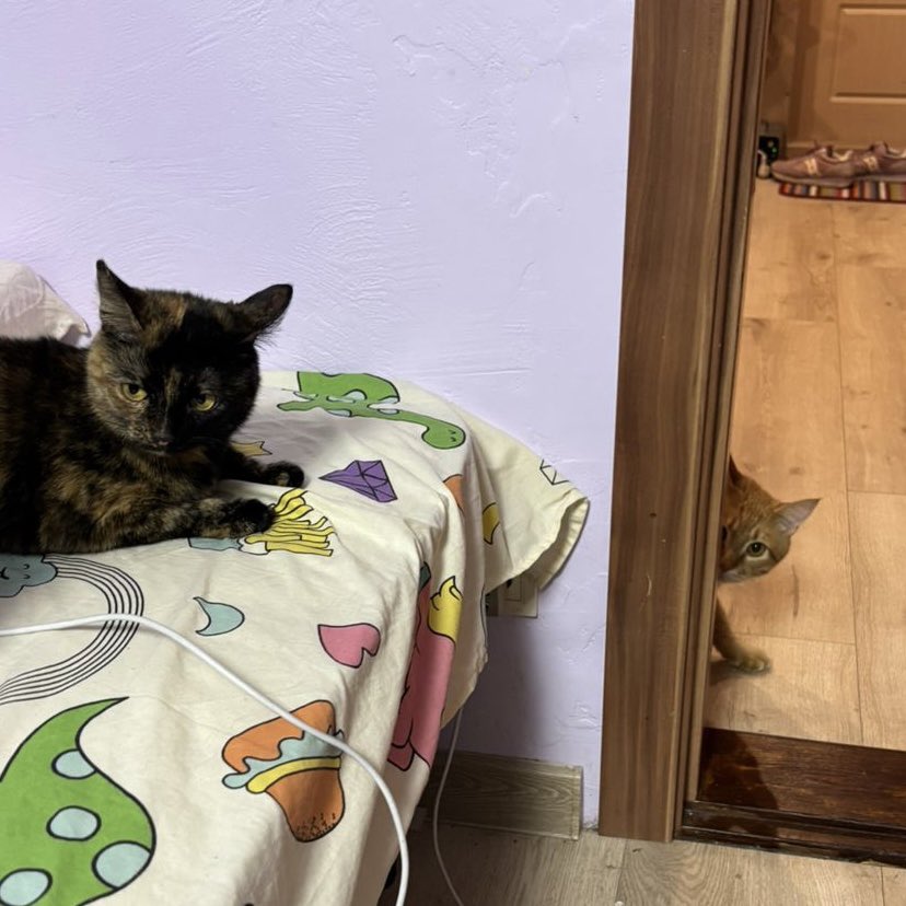 зарєма заубієвна tweet media