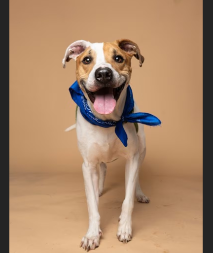 Hollywood Dogs tweet media