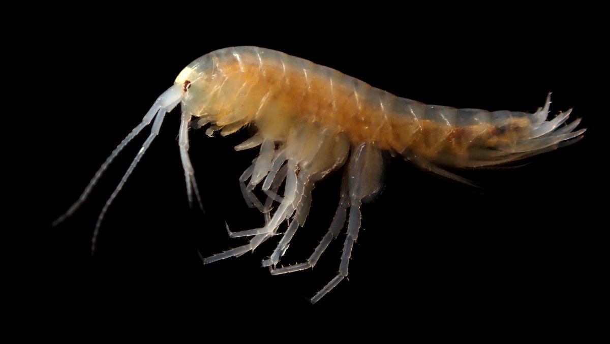 The Lugubrious Lefua Loach tweet media