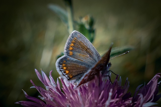 Vivian Tracey tweet media