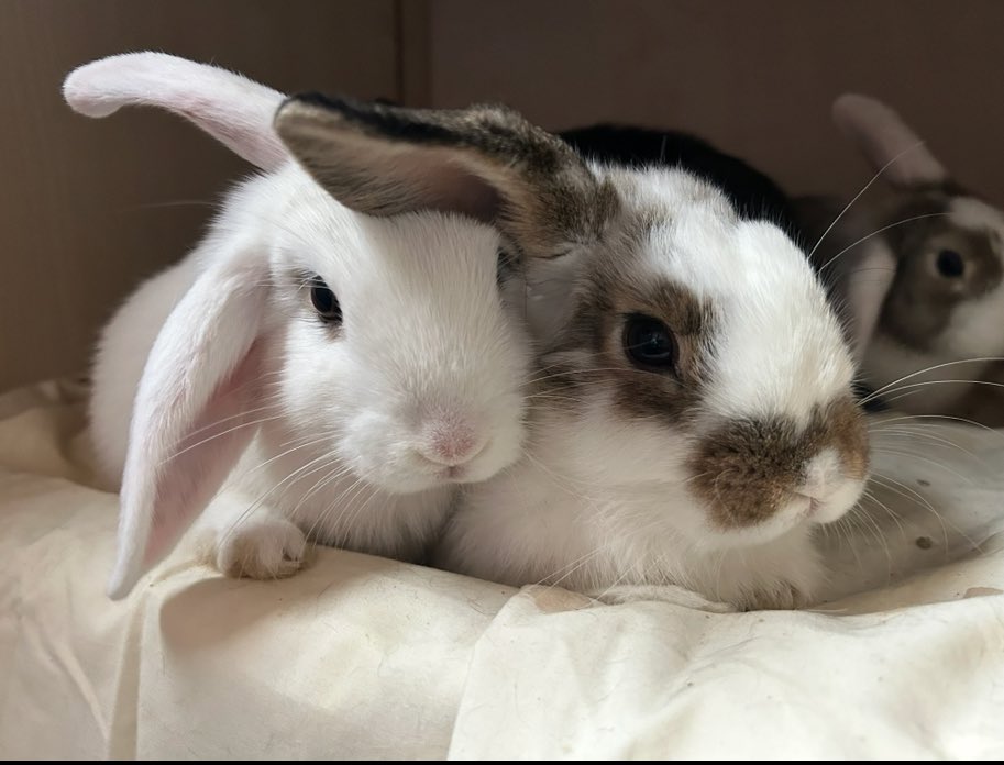 Carrot Cottage Rabbit Rescue tweet media