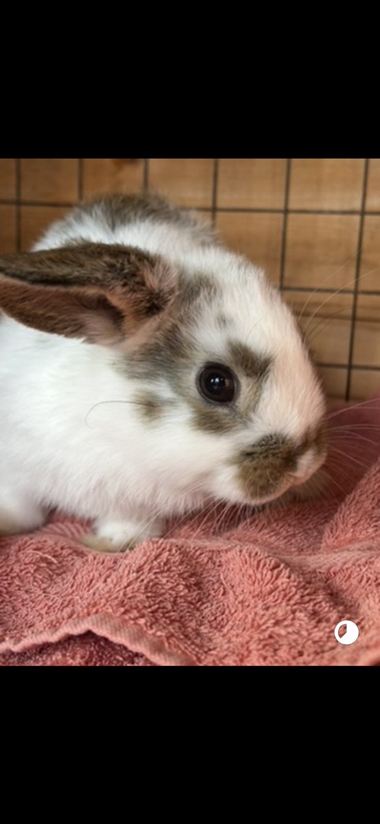 Carrot Cottage Rabbit Rescue tweet media