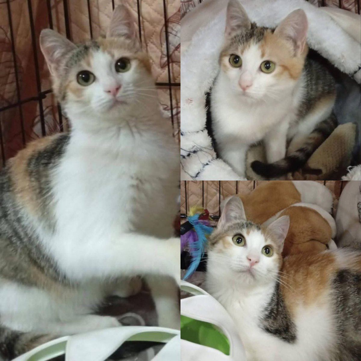 Fiorella Arcodia 🌿𝐠𝐨𝐯𝐞𝐠𝐚𝐧 🐑💚💙☮️ tweet media