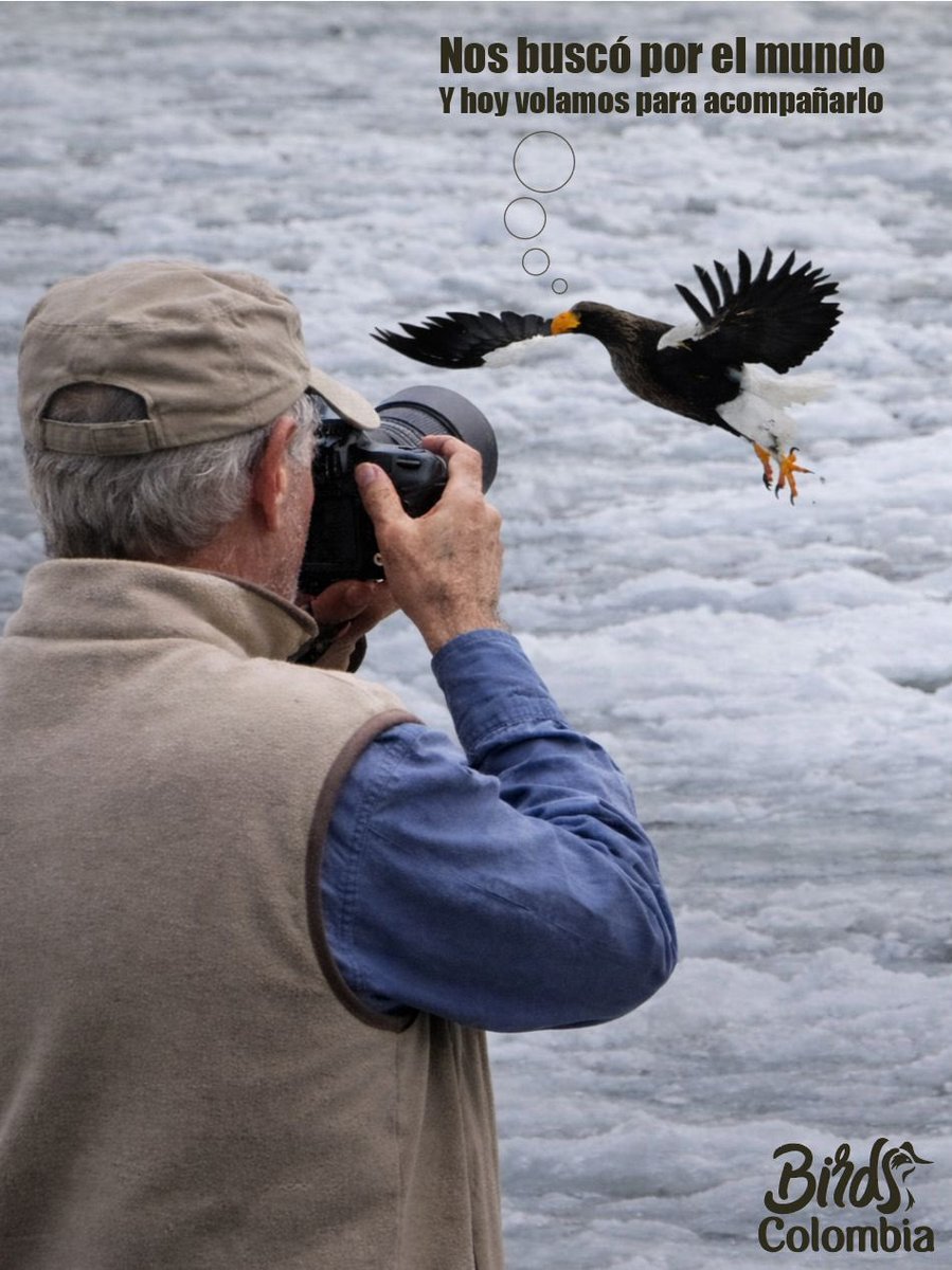 Birds Colombia tweet media