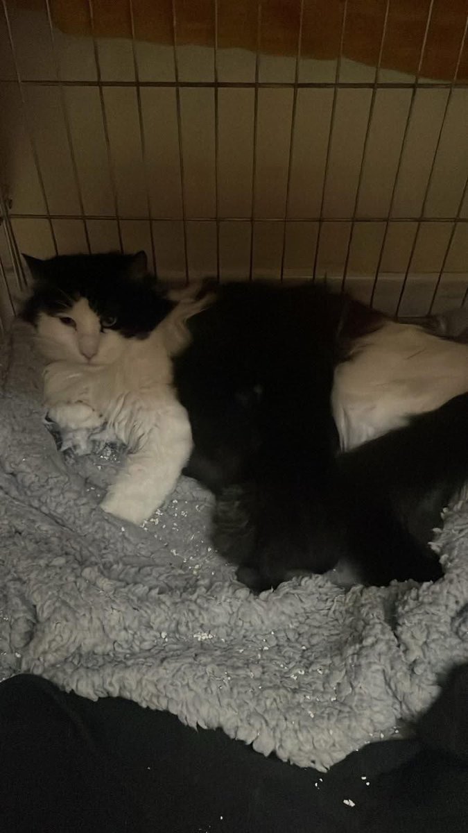 Fiorella Arcodia 🌿𝐠𝐨𝐯𝐞𝐠𝐚𝐧 🐑💚💙☮️ tweet media