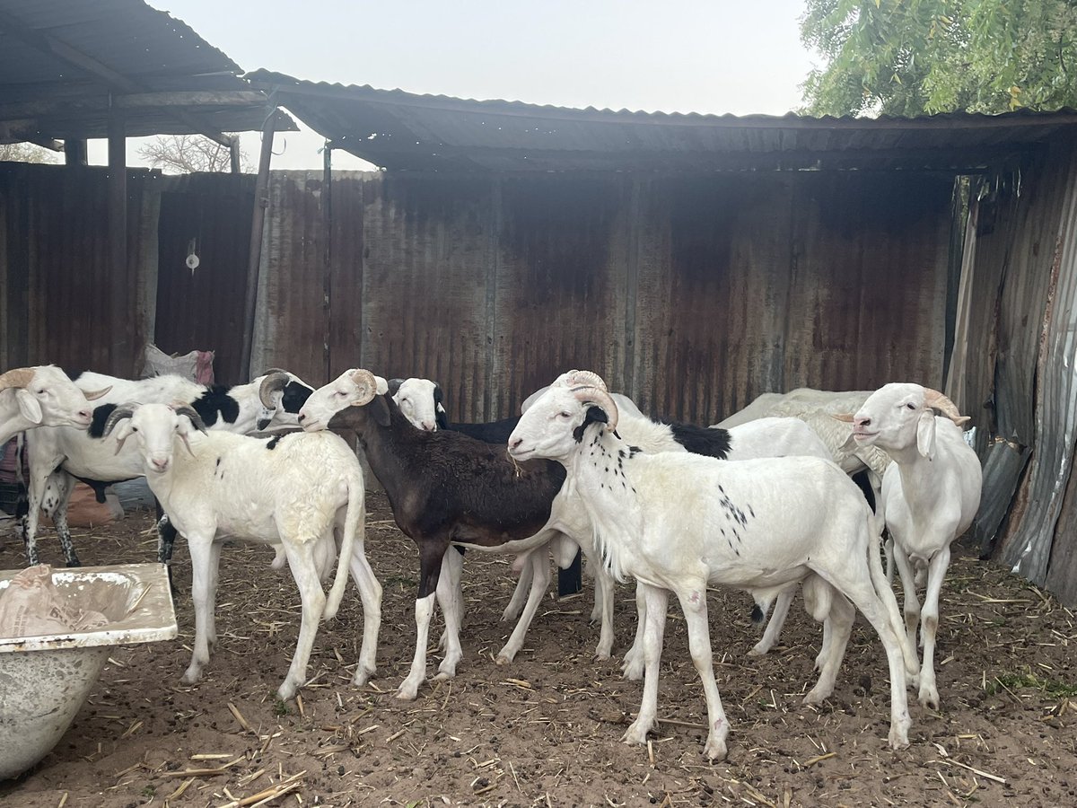 Pa Latyr Diouf tweet media