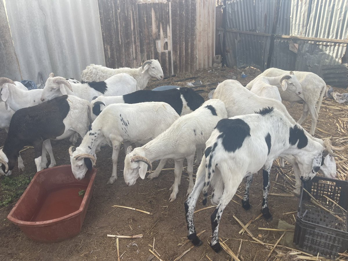 Pa Latyr Diouf tweet media