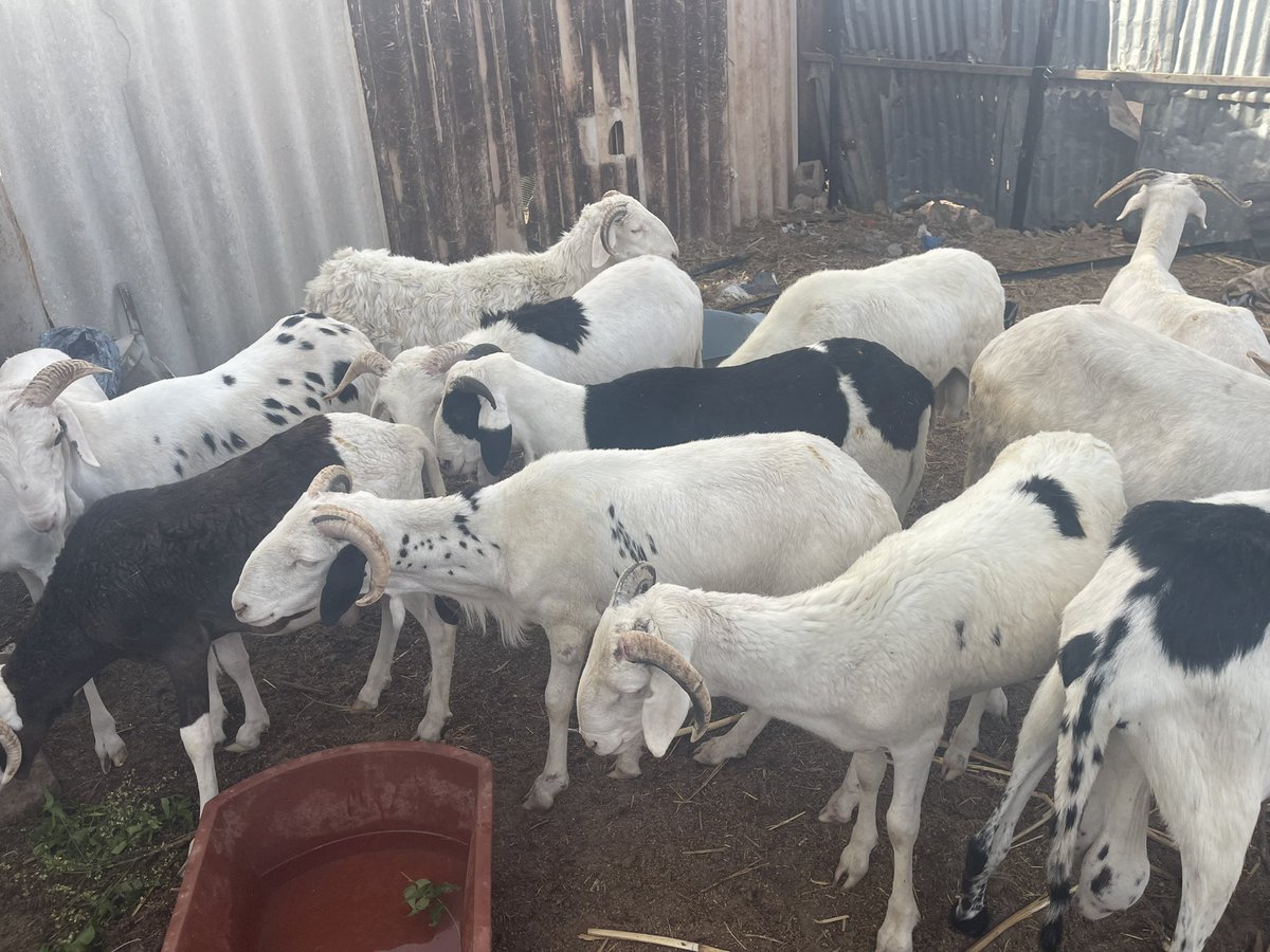 Pa Latyr Diouf tweet media