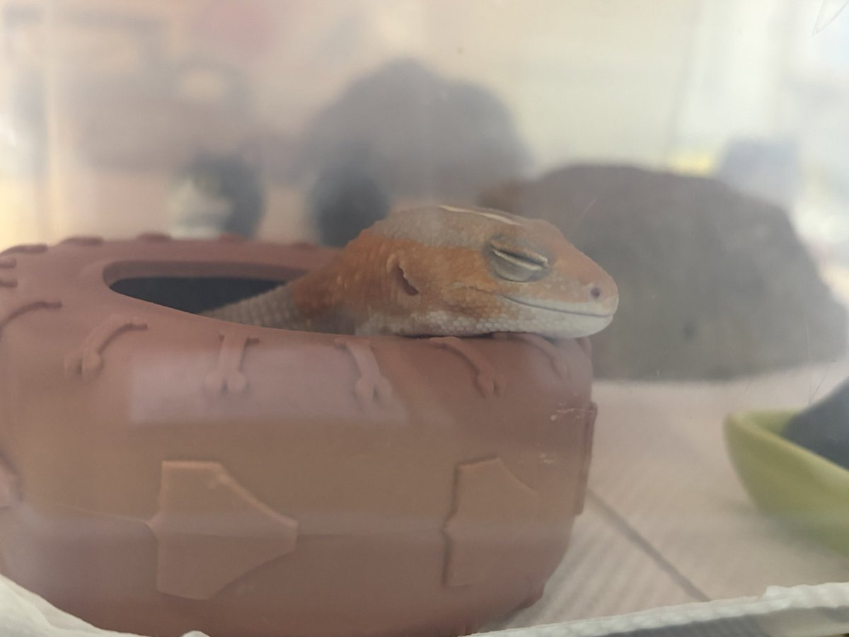 なむやん(⃔ ॑꒳ ॑*)⃕↝🪥 tweet media