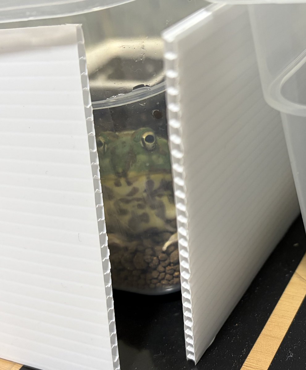 なむやん(⃔ ॑꒳ ॑*)⃕↝🪥 tweet media