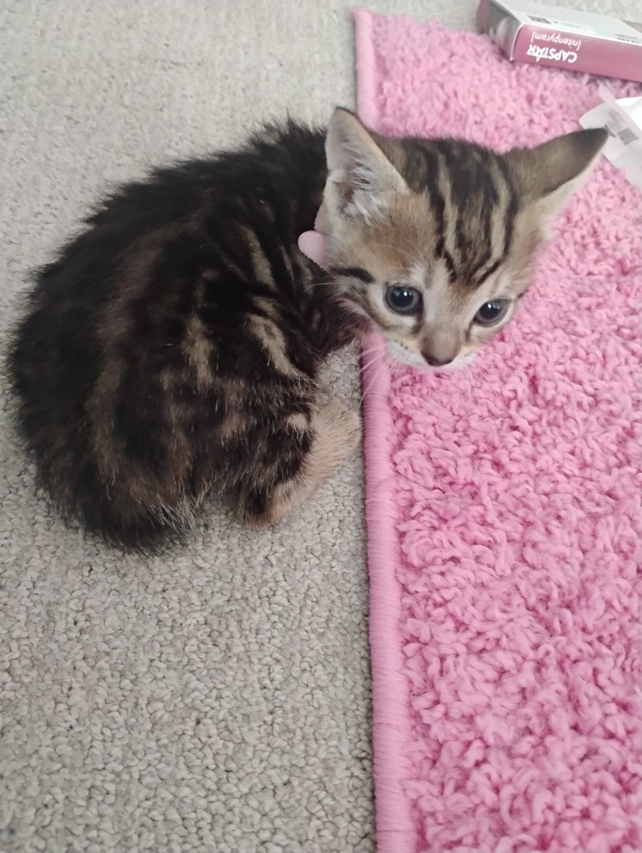 jo (⁠.⁠ ⁠❛⁠ ⁠ᴗ⁠ ⁠❛⁠.⁠) tweet media