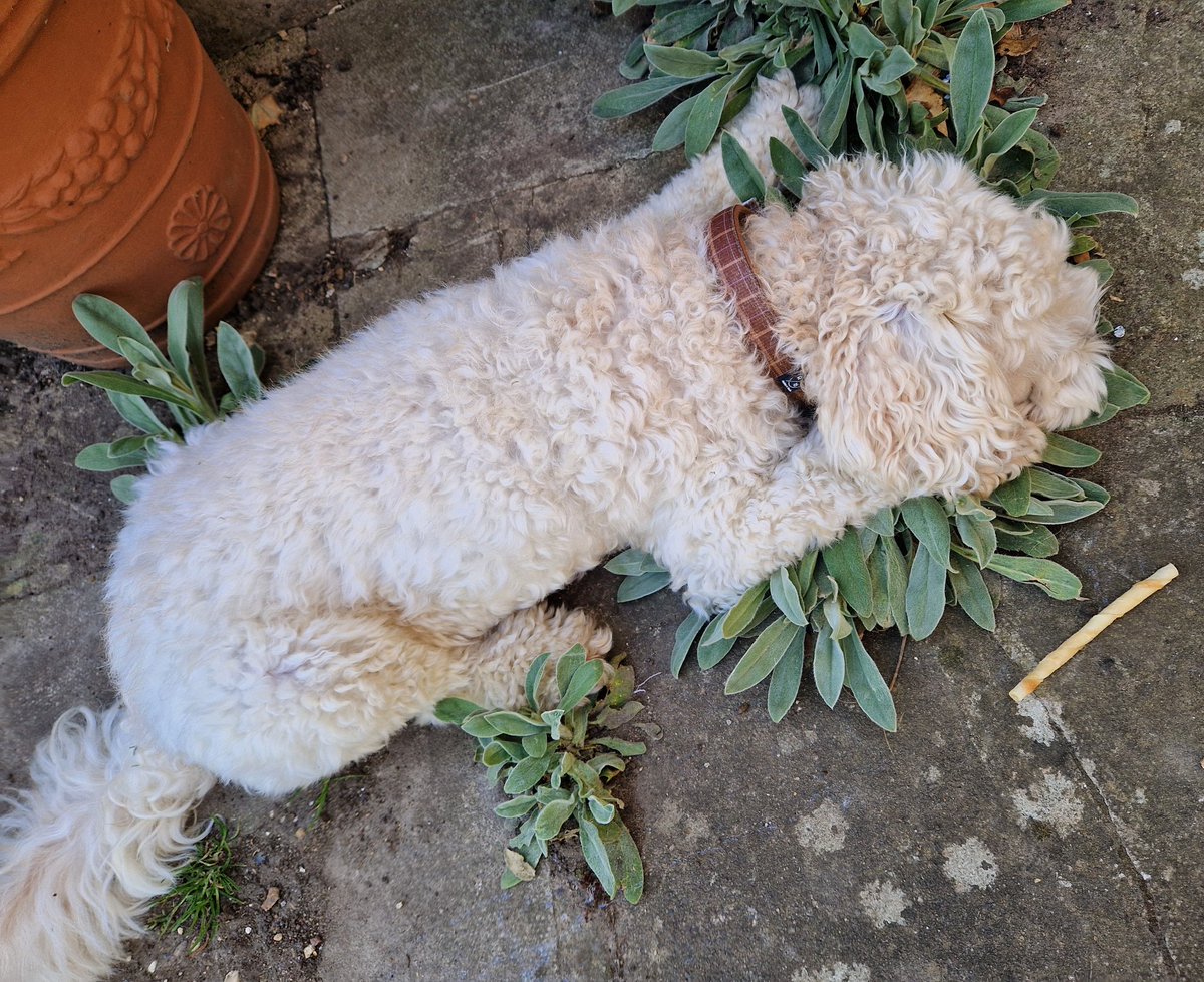 JACK BovverBoy 🐕 tweet media