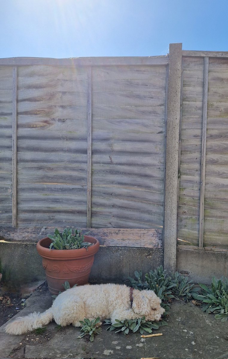 JACK BovverBoy 🐕 tweet media