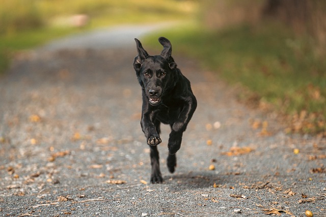 Travis Bowden tweet media