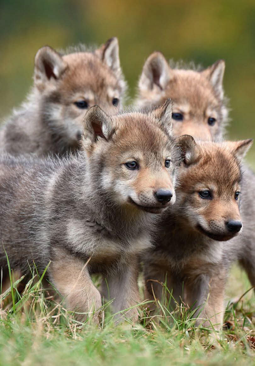 wolf_lovers tweet media