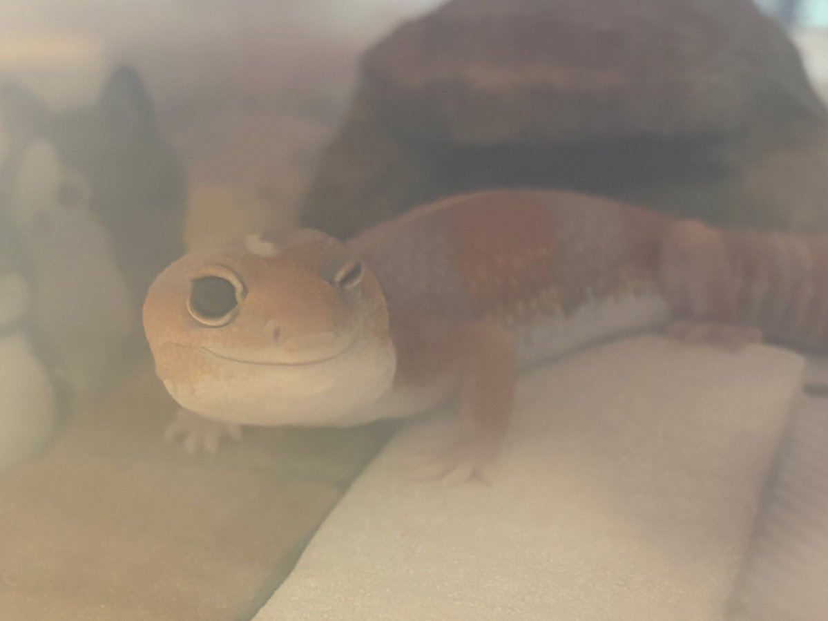 なむやん(⃔ ॑꒳ ॑*)⃕↝🪥 tweet media