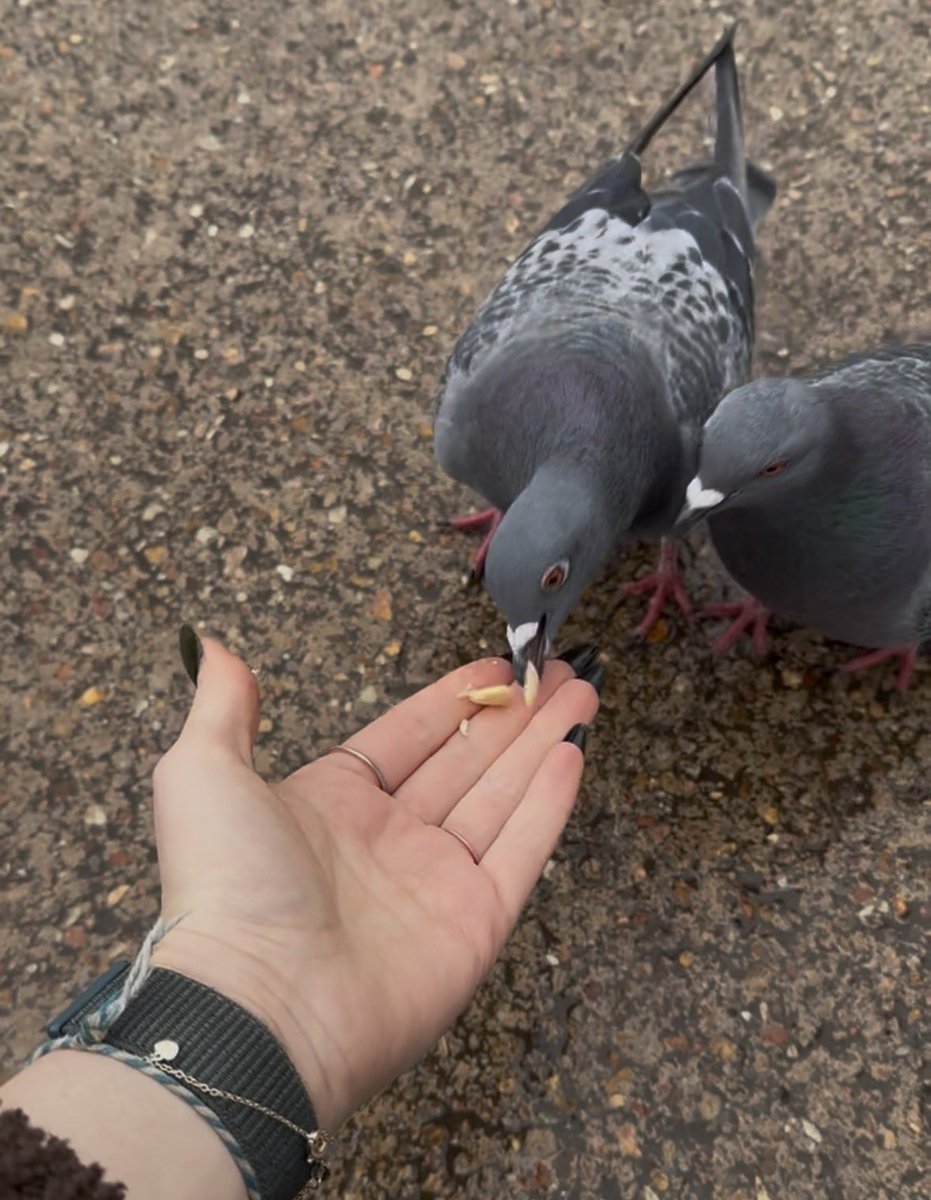 robin Ⓥ tweet media