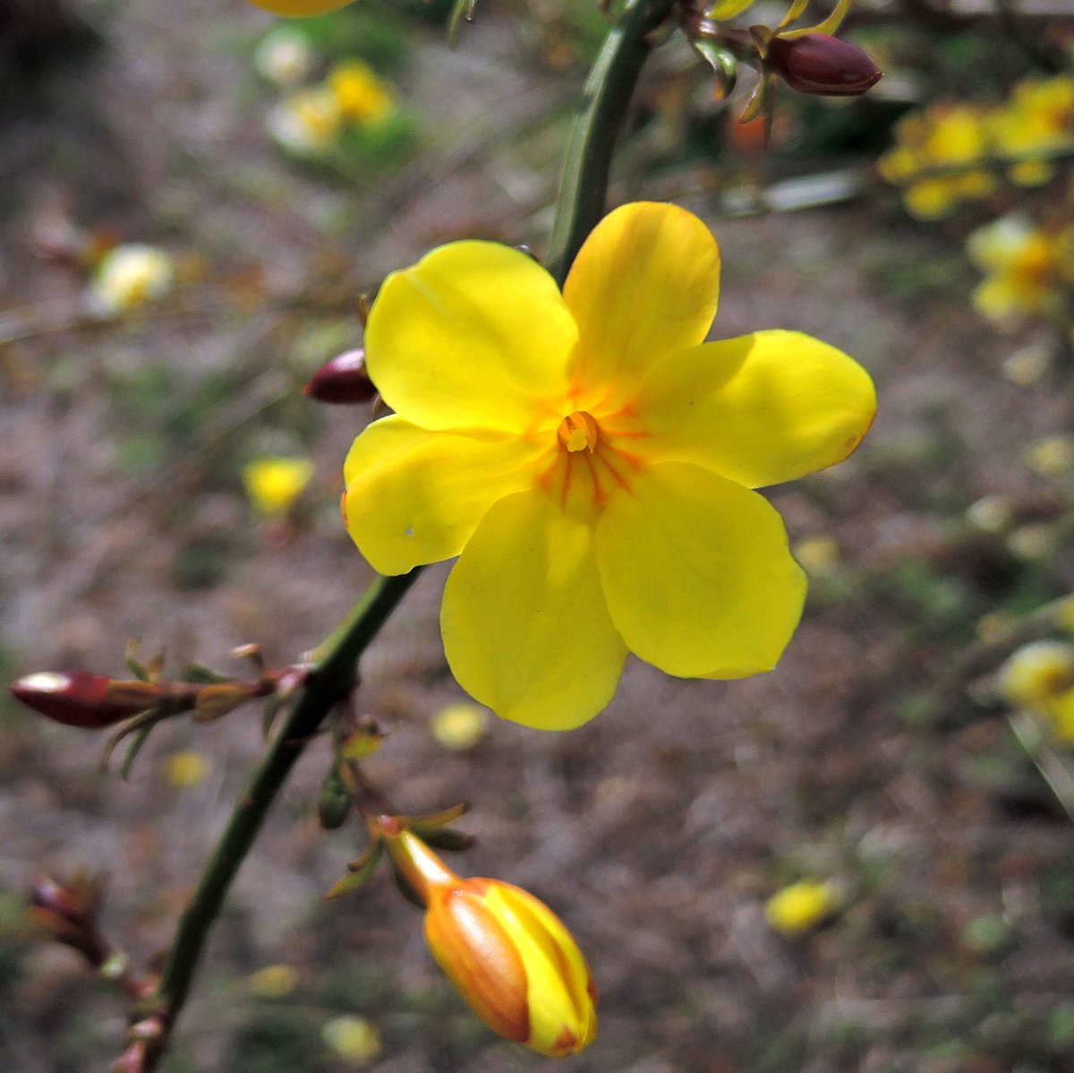 水島脩行 tweet media