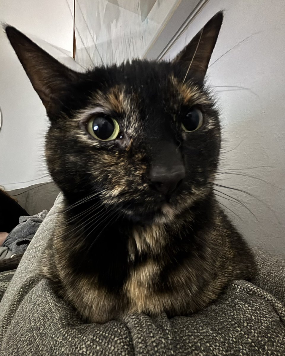 Little cat tweet media