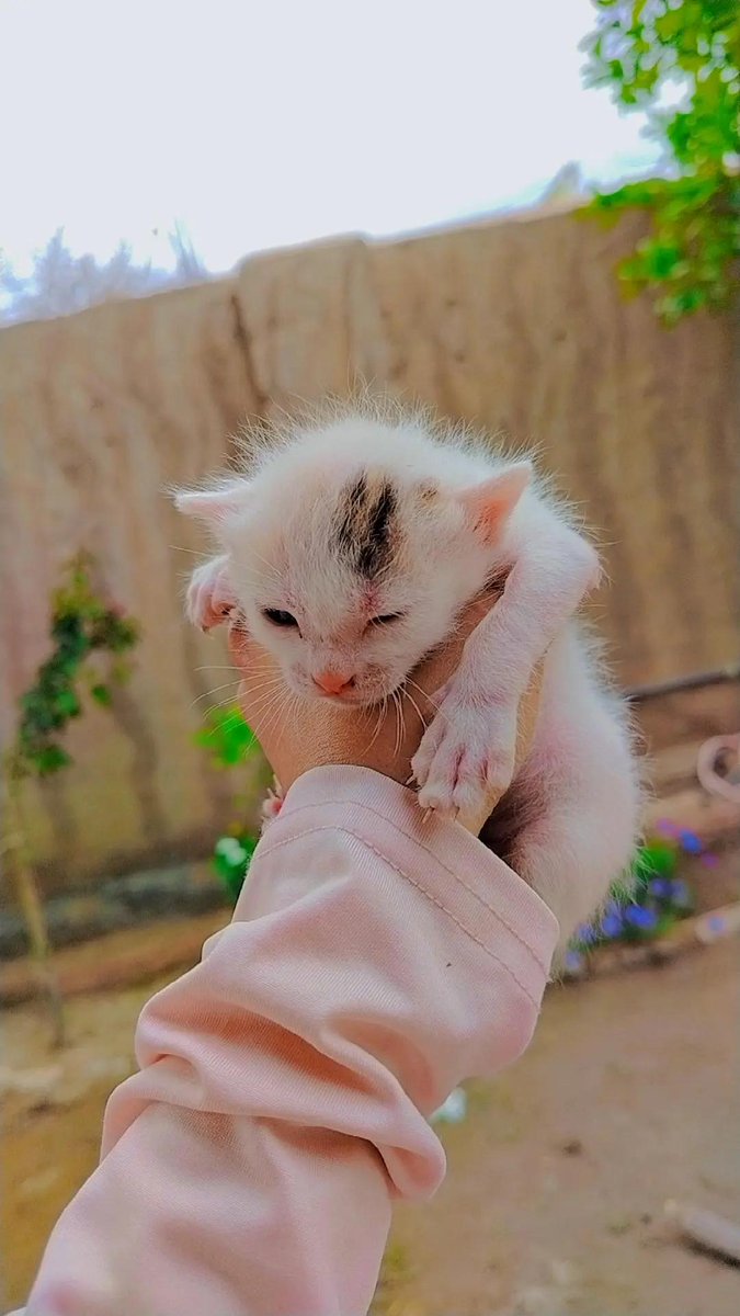 آية♡αyα tweet media