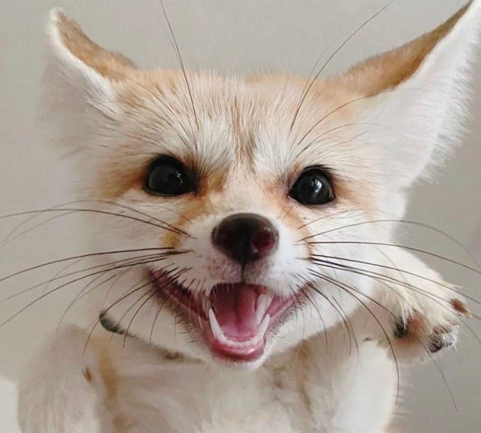 Fenrie ☀️🦊 tweet media