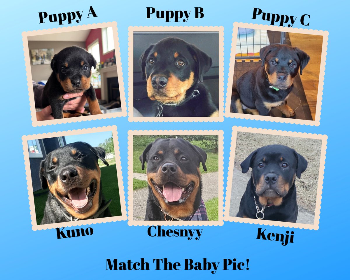 Team Servicerottie🇨🇦🐕‍🦺🦽 tweet media