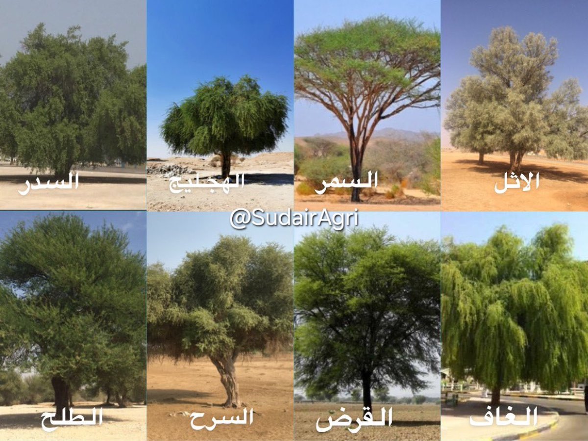 شبكة سدير الزراعية tweet media