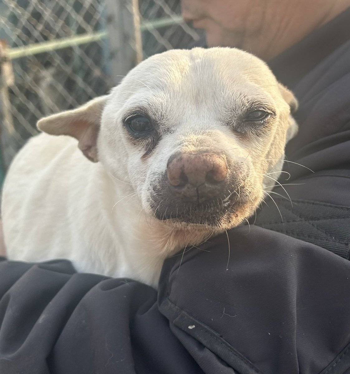 notodogmeat tweet media